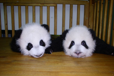 投身社會(huì )公益活動(dòng)，東芝連續四次獲得光明公益獎