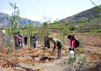 東芝員工植樹(shù)