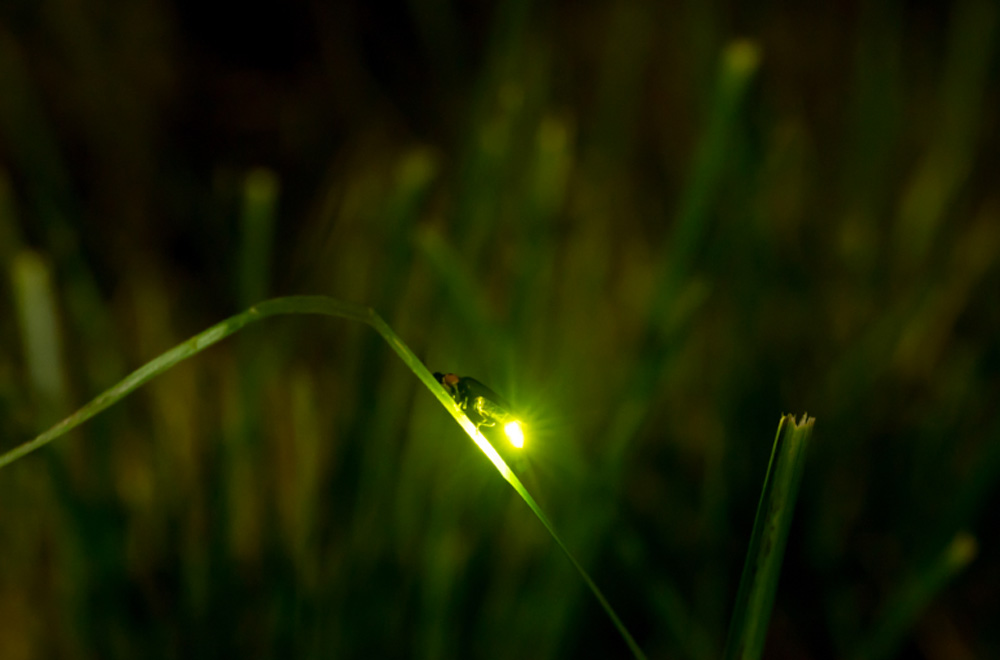 5年間默默無(wú)聞的環(huán)?；顒?dòng)，讓螢火蟲(chóng)回歸河流